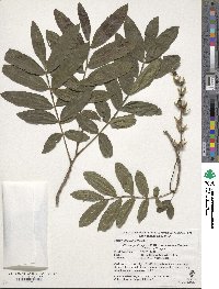 Pterocarya stenoptera image