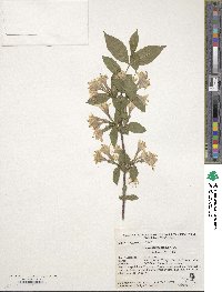 Weigela florida image