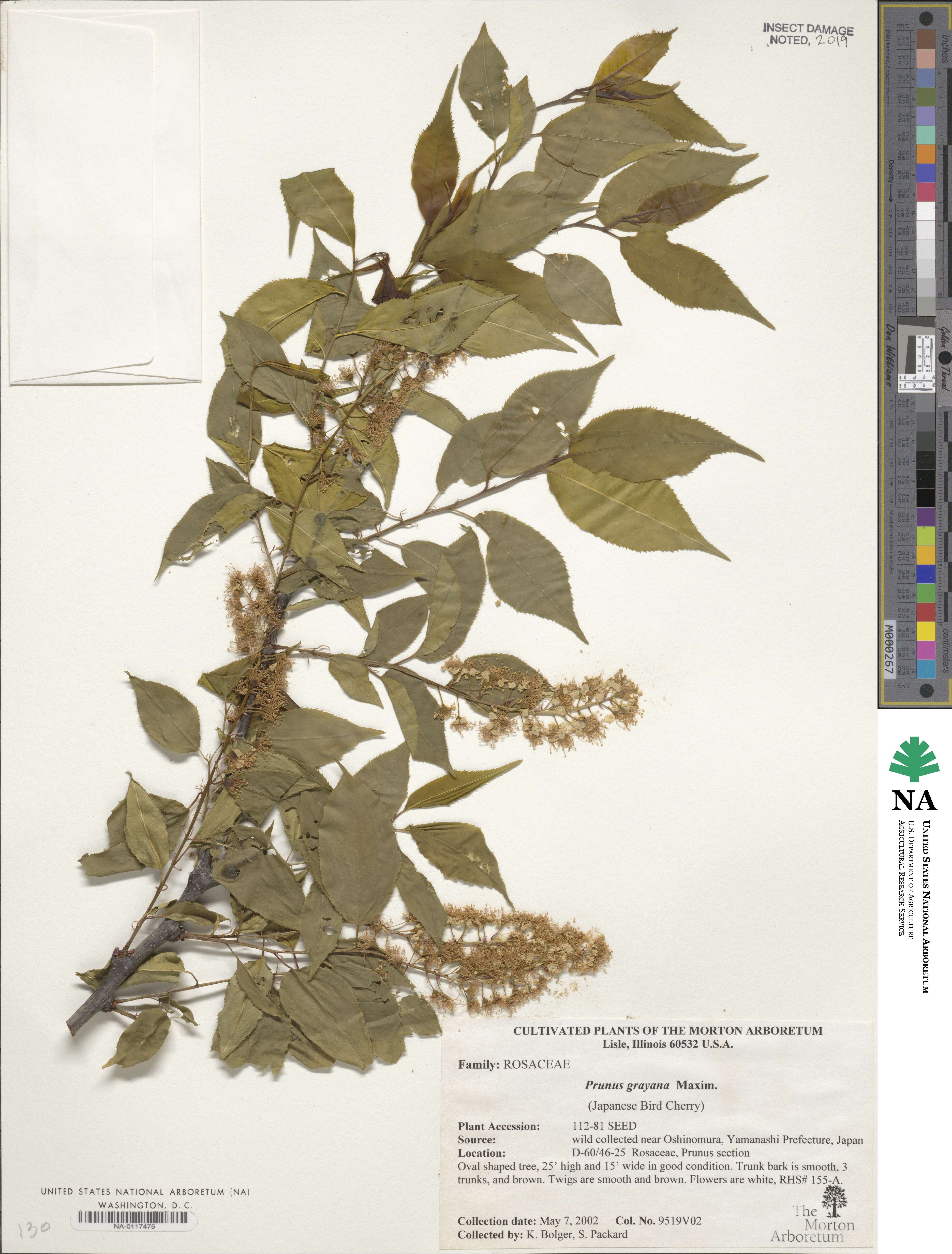 Prunus grayana image