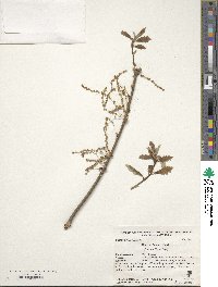 Quercus bicolor image