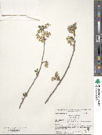 Prunus mahaleb image