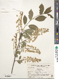 Prunus padus image