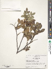 Rosa virginiana image