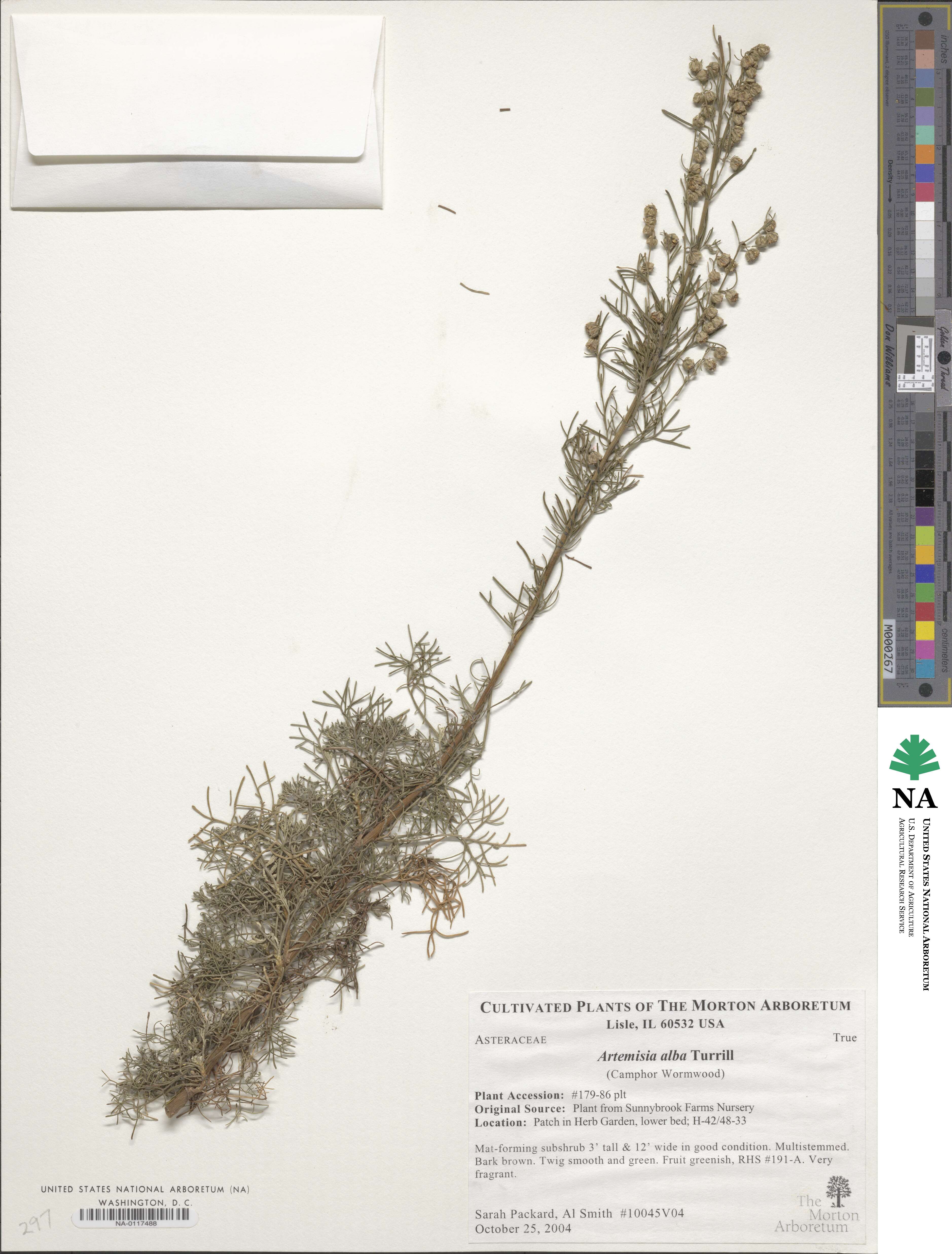 Artemisia alba image