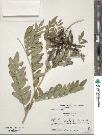 Sophora flavescens image