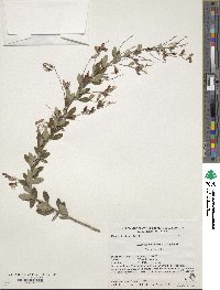 Lespedeza thunbergii image