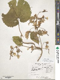 Humulus lupulus image