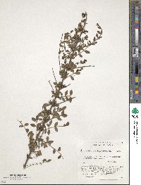 Ligustrum delavayanum image