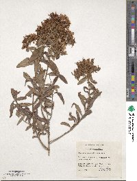 Hypericum canariense image