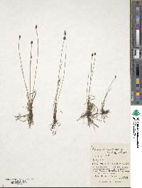 Image of Eleocharis kamtschatica