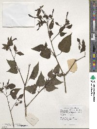 Mirabilis jalapa image