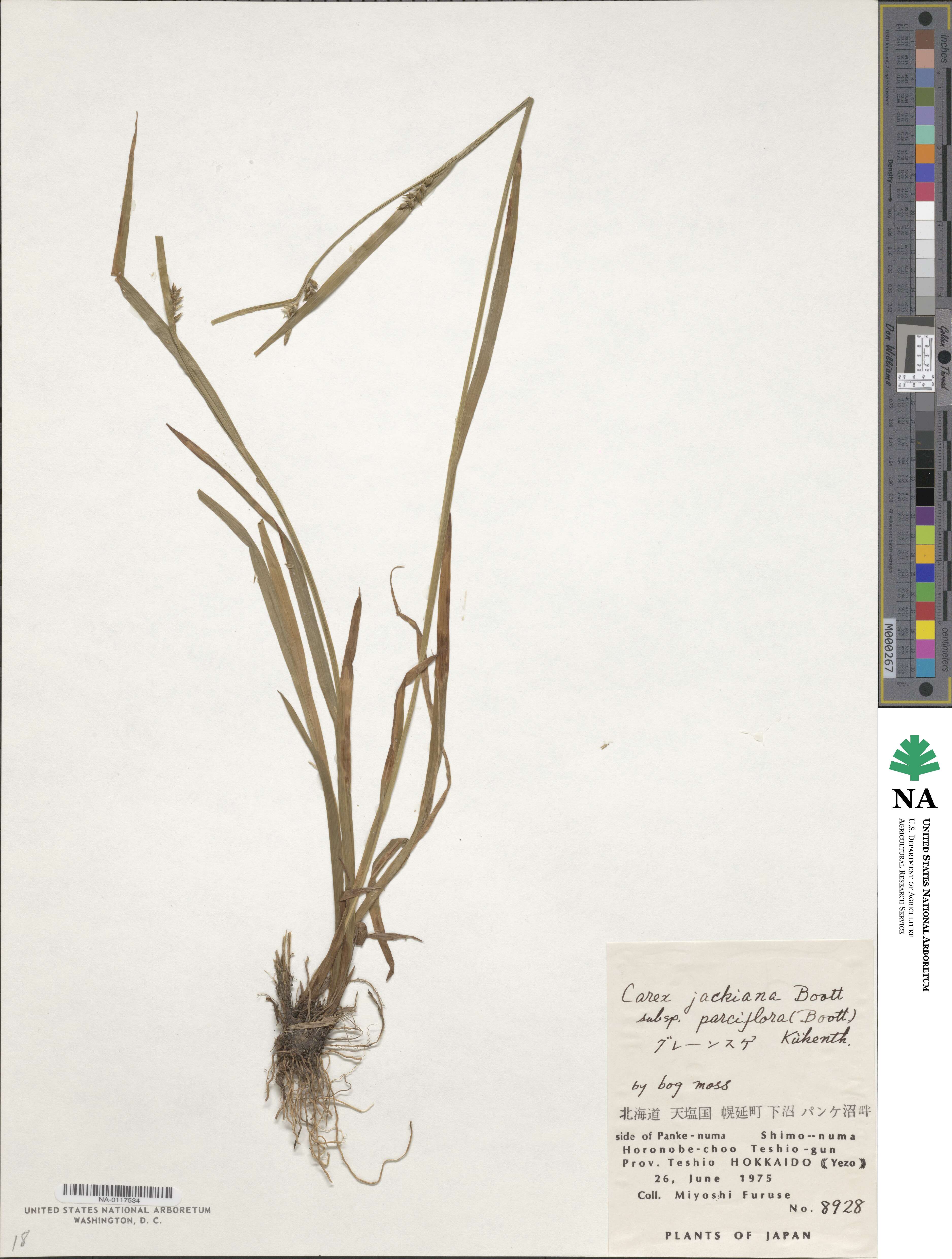 Carex parciflora image