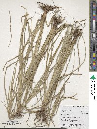 Cyperus esculentus image