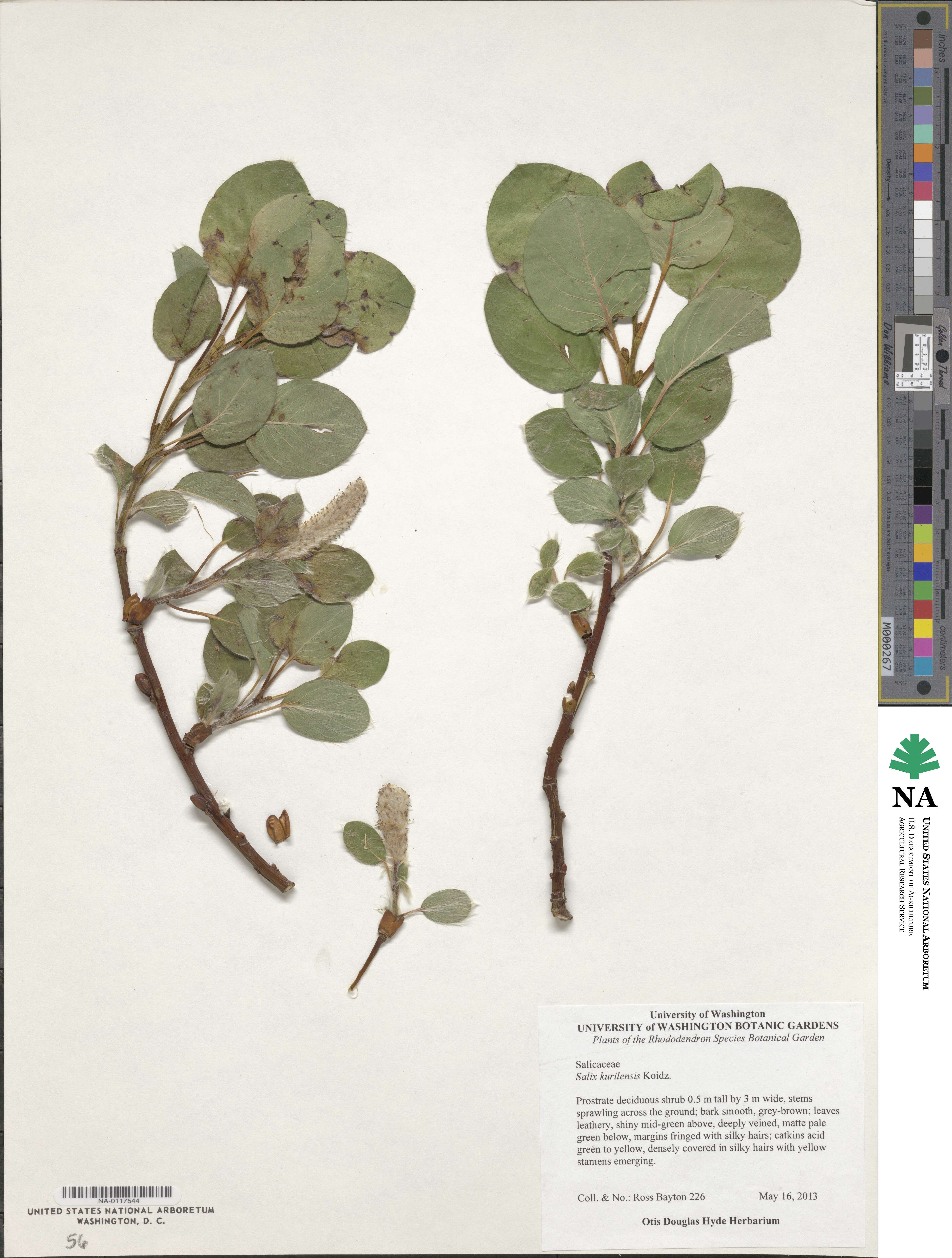 Salix nakamurana subsp. kurilensis image