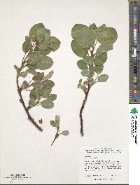 Salix nakamurana image