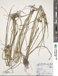 Cyperus esculentus image