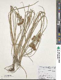 Cyperus esculentus image