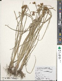 Cyperus esculentus image