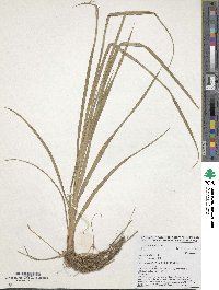 Cyperus esculentus image