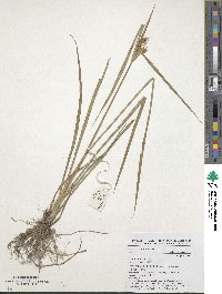 Cyperus esculentus image