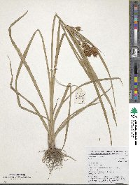 Cyperus esculentus image