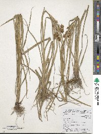 Cyperus esculentus image