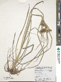 Cyperus esculentus image