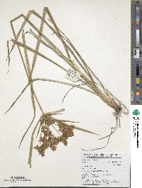 Cyperus esculentus image