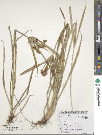 Cyperus esculentus image