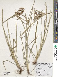 Cyperus esculentus image