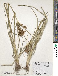 Cyperus esculentus image