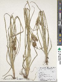 Cyperus esculentus image