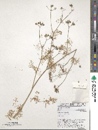 Coriandrum sativum image