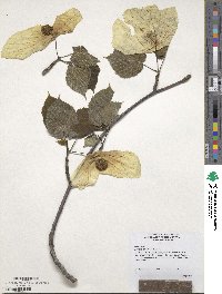 Davidia involucrata image