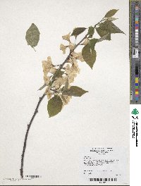 Halesia carolina image