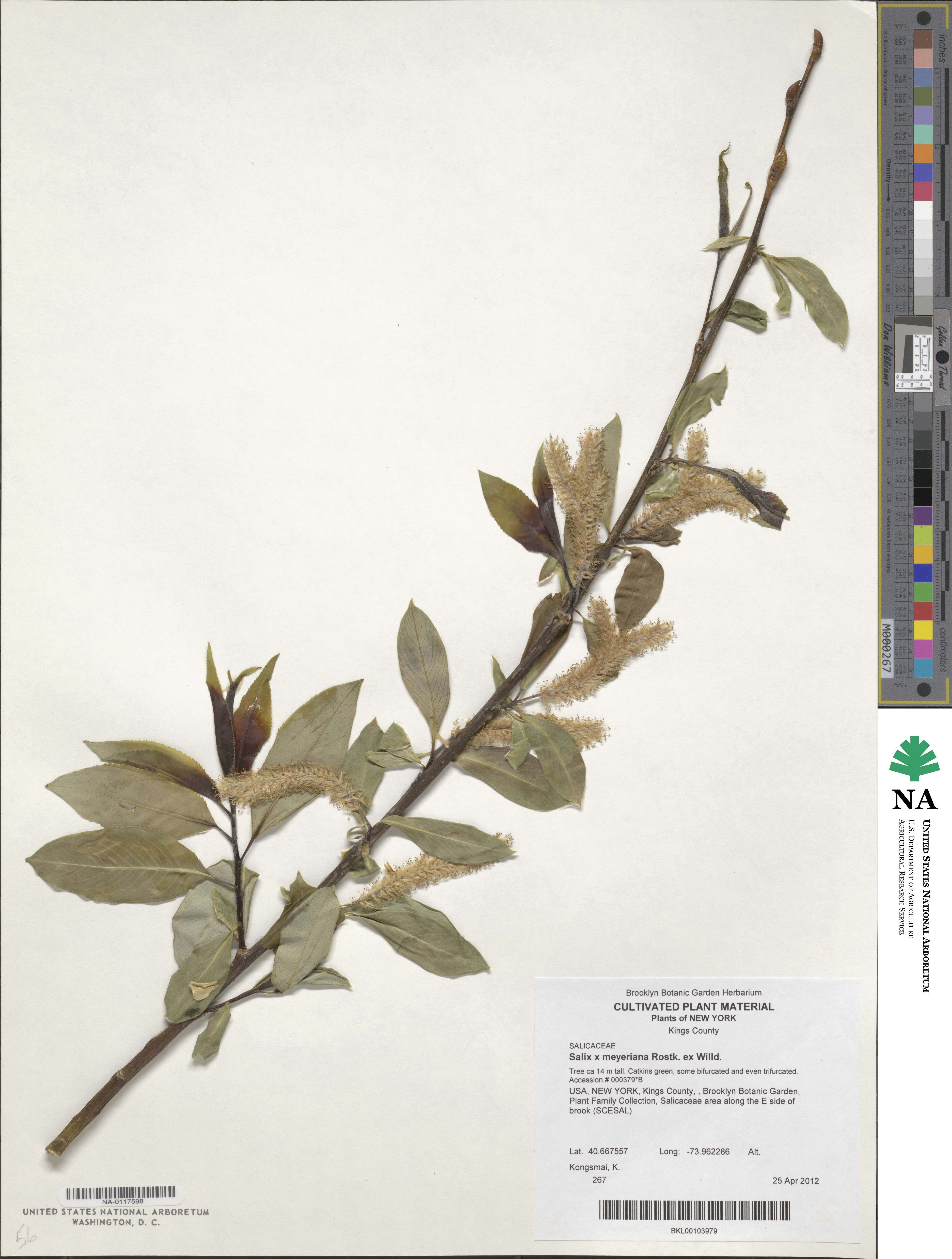 Salix ×meyeriana image