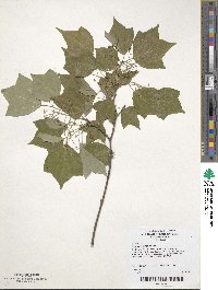 Acer buergerianum image