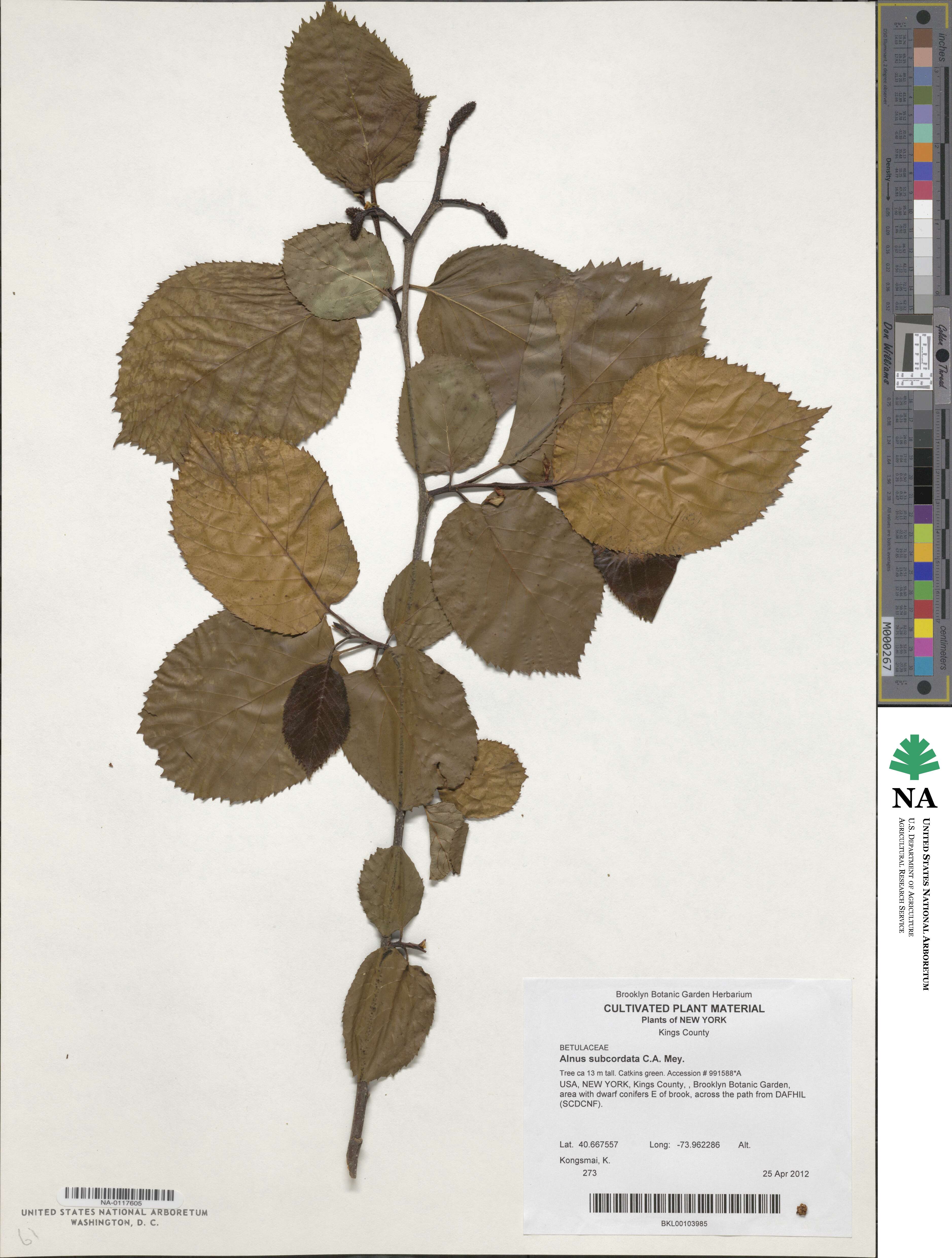 Alnus subcordata image