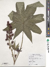 Ricinus communis image