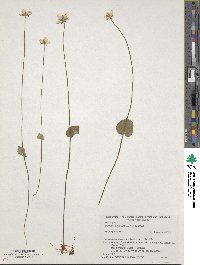 Parnassia palustris image