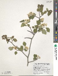 Crataegus macrosperma image