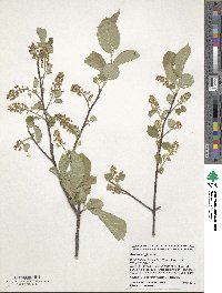 Prunus virginiana image