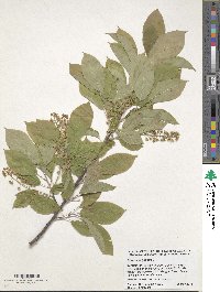 Prunus virginiana image