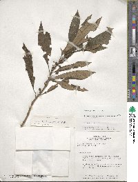 Besleria gracilenta image