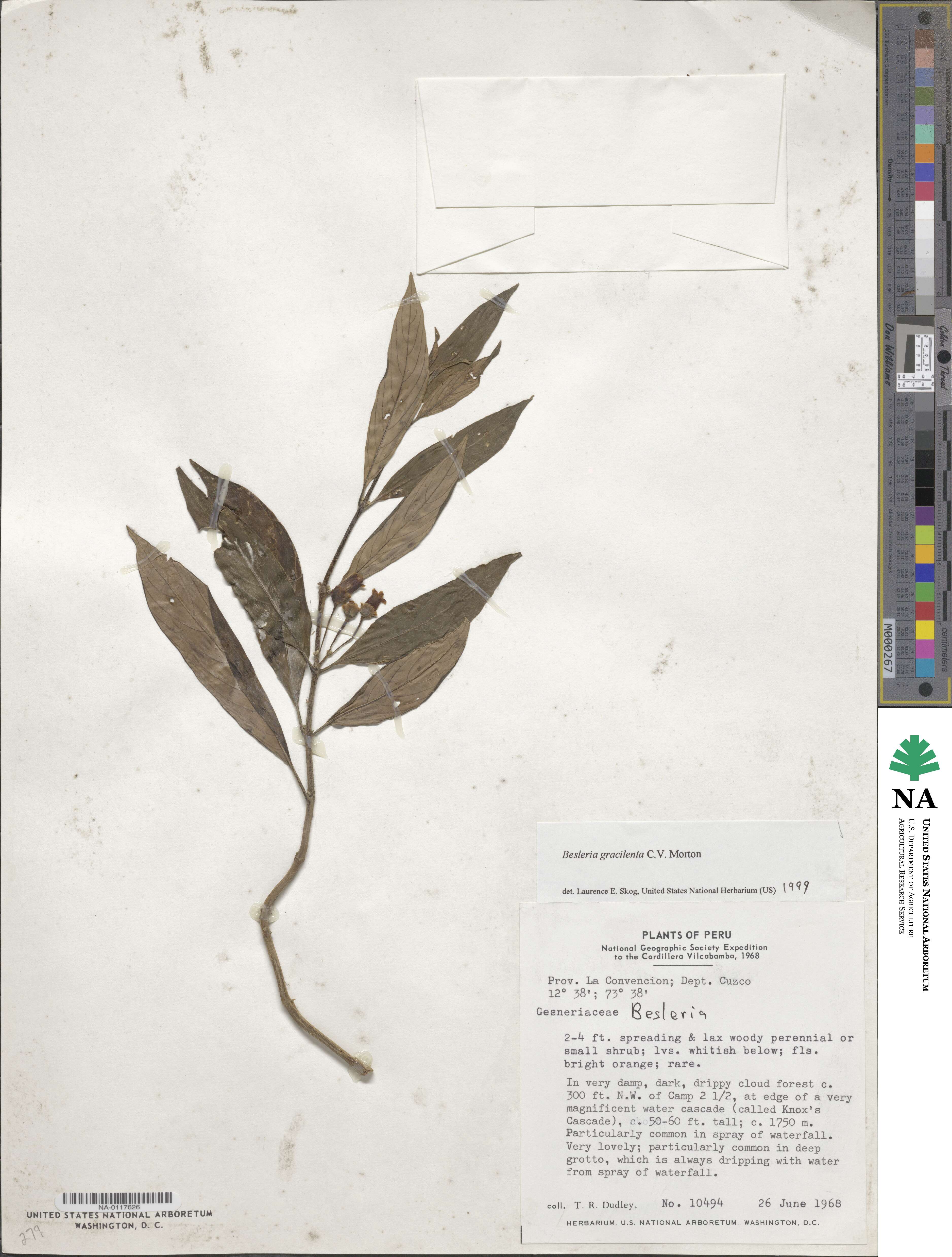 Besleria gracilenta image