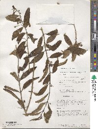 Besleria gracilenta image