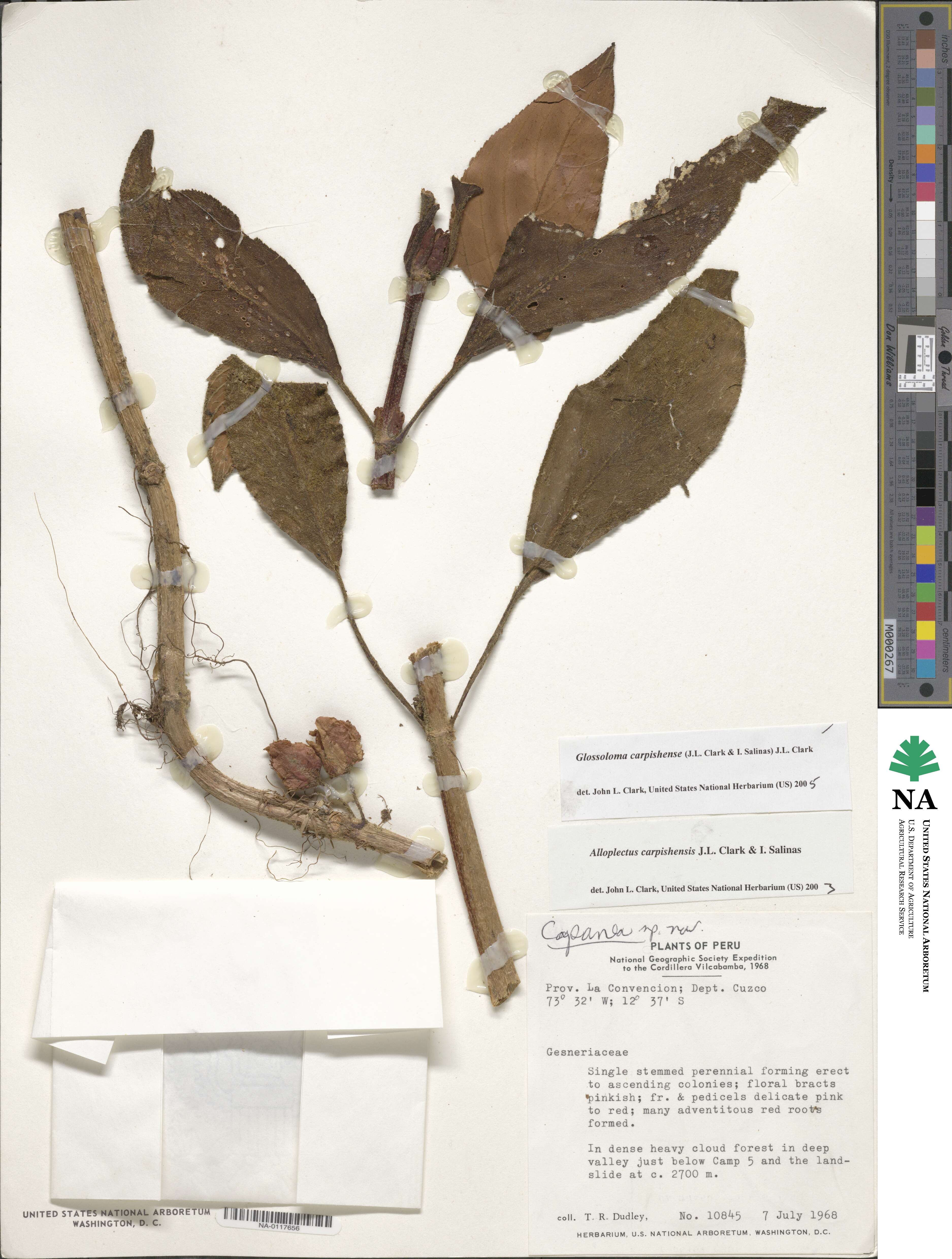 Glossoloma carpishense image
