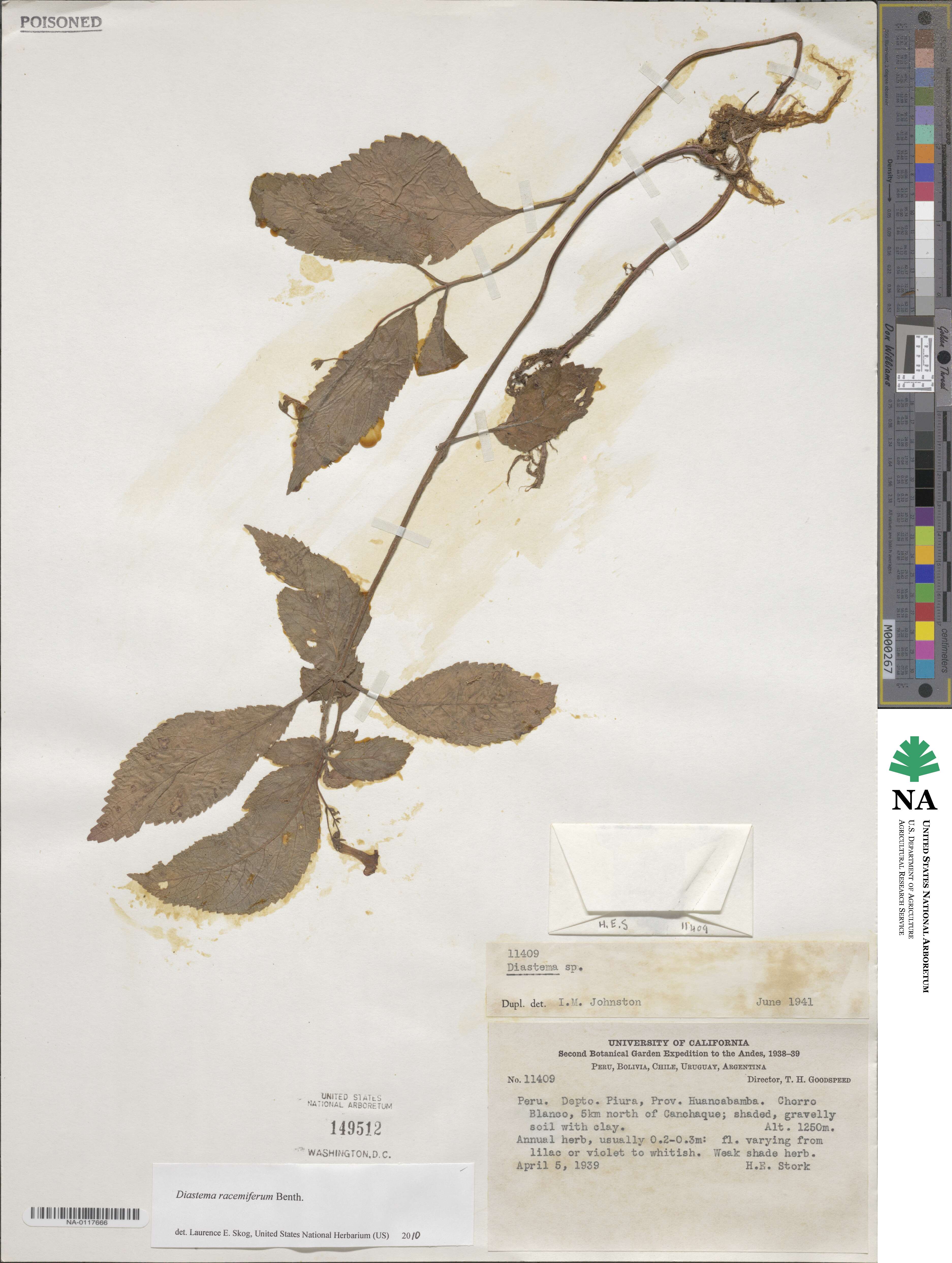 Diastema racemiferum image