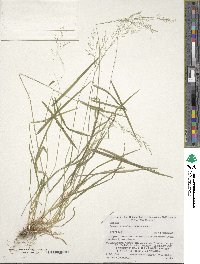 Agrostis clavata image