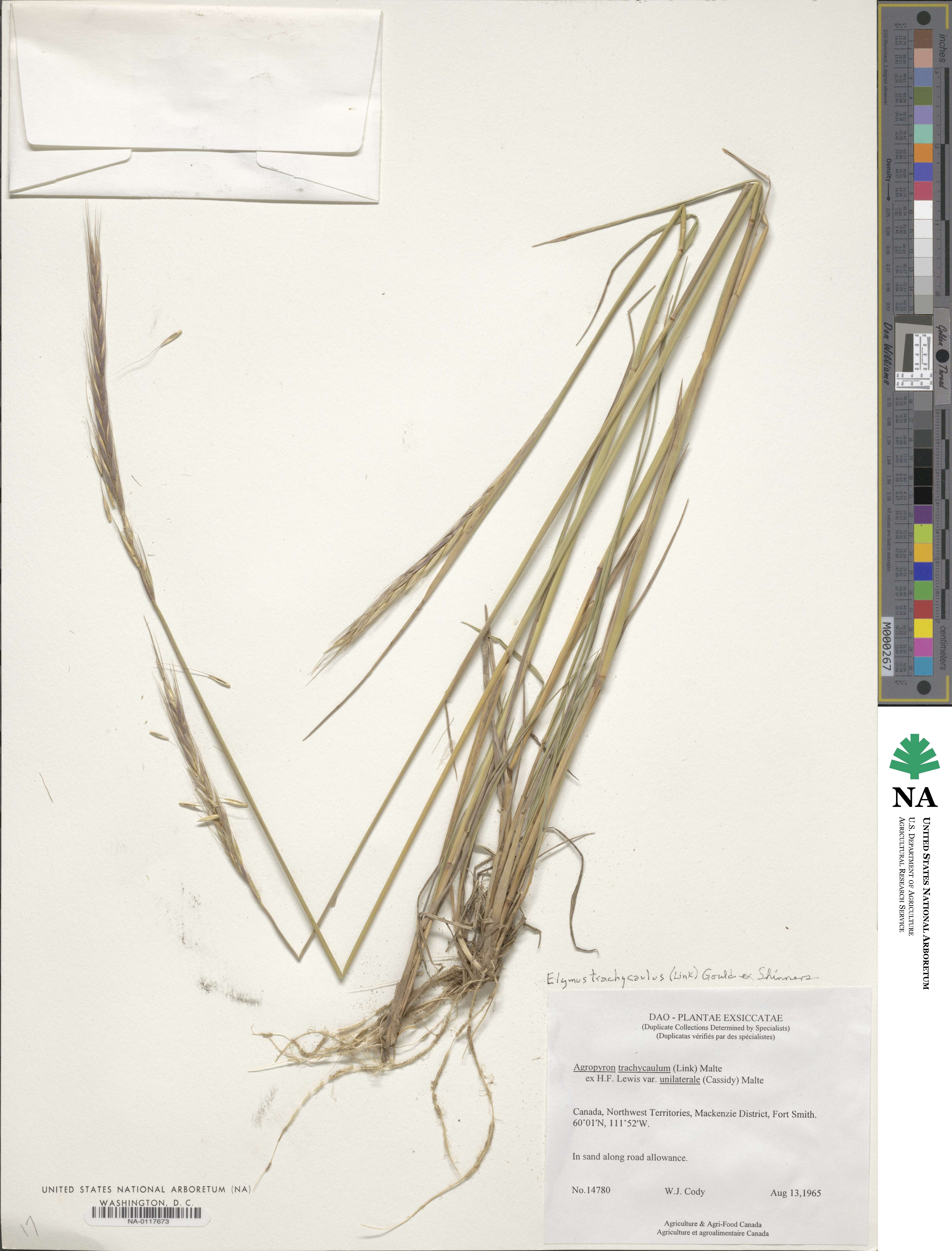 Elymus violaceus image
